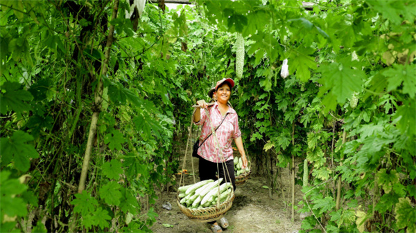 廣西容縣：白玉苦瓜種成「甜蜜產業(yè)」