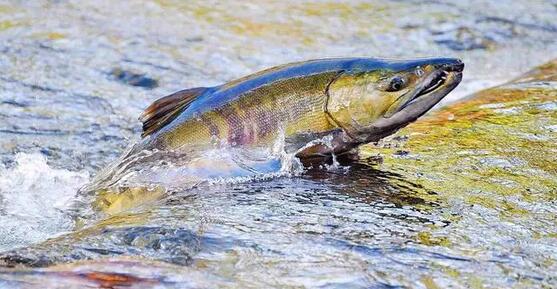 【東西問】中國如何讓「大馬哈魚回家」？——專訪中國保護大馬哈魚公益項目負責(zé)人張?zhí)旌? title=