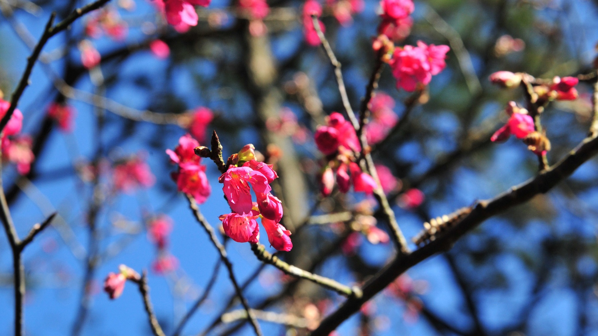 【玩樂(lè)】農(nóng)場(chǎng)賞花遊園