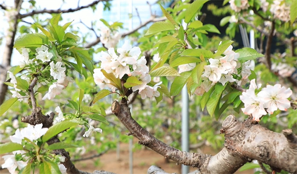 【視聽山東】冠縣:櫻桃花開產業(yè)興