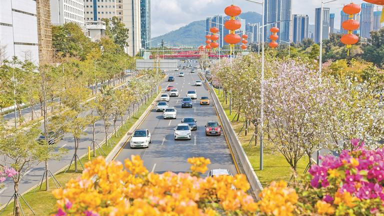 一夜好風(fēng)吹 新花一萬枝！深圳迎來了花開季