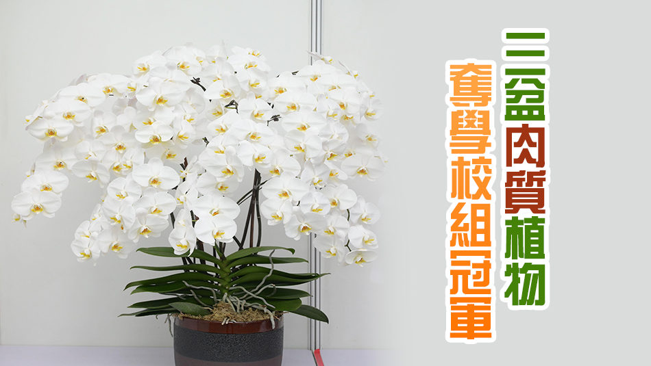 花卉展植物展品比賽得獎名單公布 形態(tài)優(yōu)美蘭花獲公開組冠軍