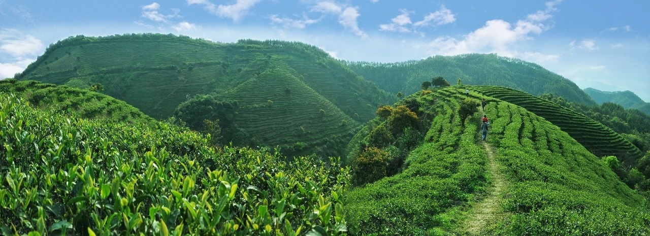 河源紫金蟬茶高質量發(fā)展座談會召開