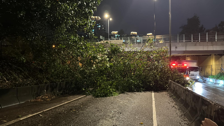 黃雨期間多區(qū)塌樹 香港仔石排灣道大樹壓的士3人一度被困