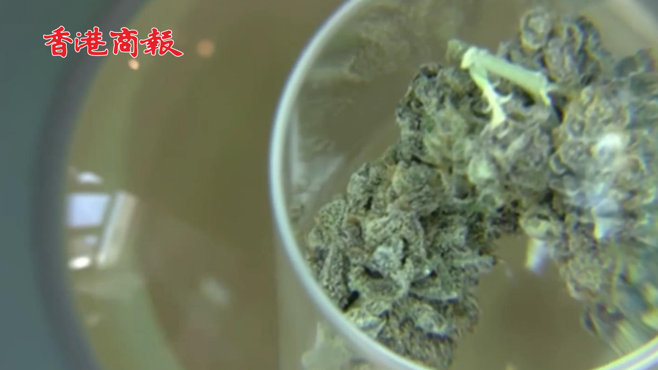 有片丨泰國(guó)將撤銷大麻合法化 重新列為毒品 僅允許用於醫(yī)療目的