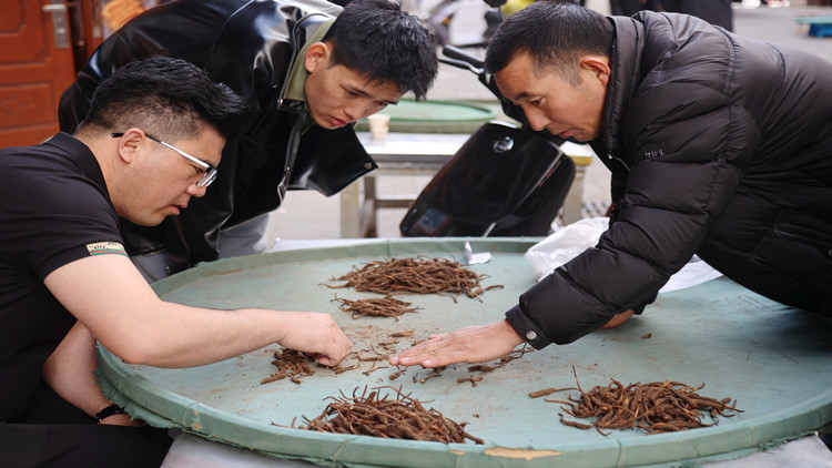 青海冬蟲夏草年平均蘊(yùn)藏量近14億根