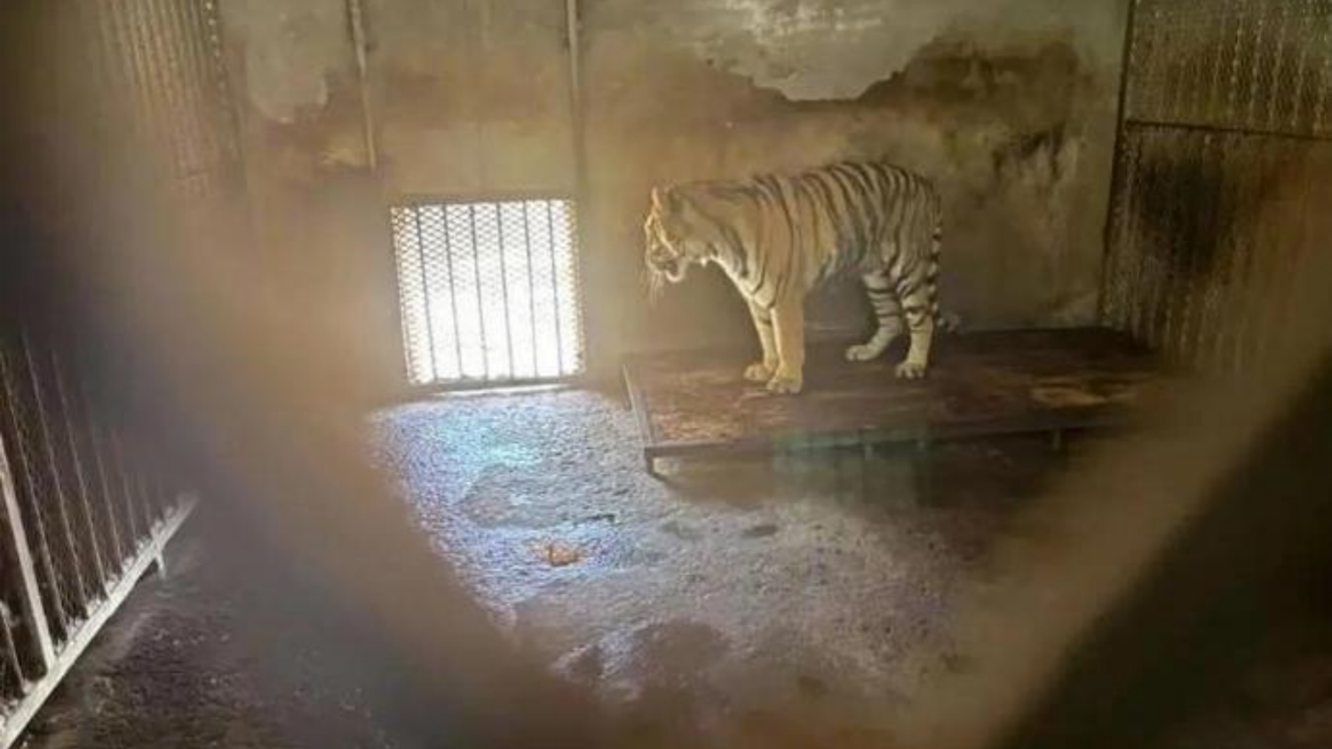 安徽阜陽一動(dòng)物園20隻東北虎死亡？官方：成立調(diào)查組進(jìn)行全面調(diào)查