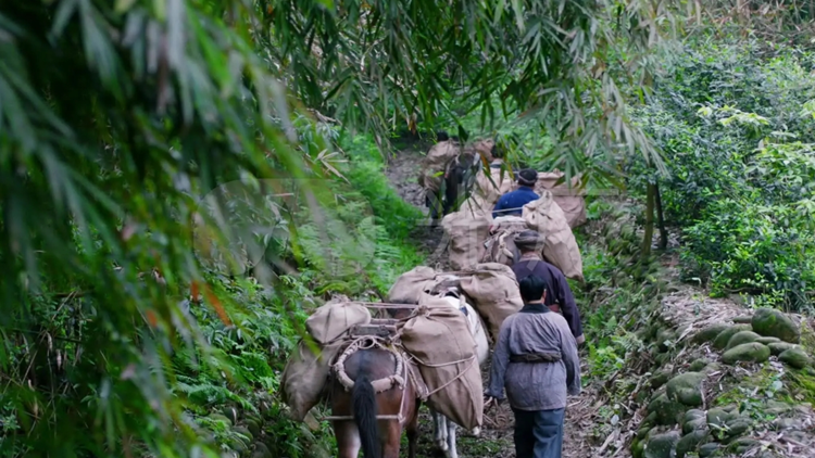 臺(tái)灣茶人在茶馬古道探尋中華文脈