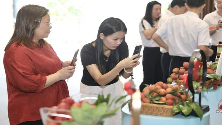 廣州荔枝6月下旬迎來集中上市 今年產(chǎn)量預(yù)計約6萬噸