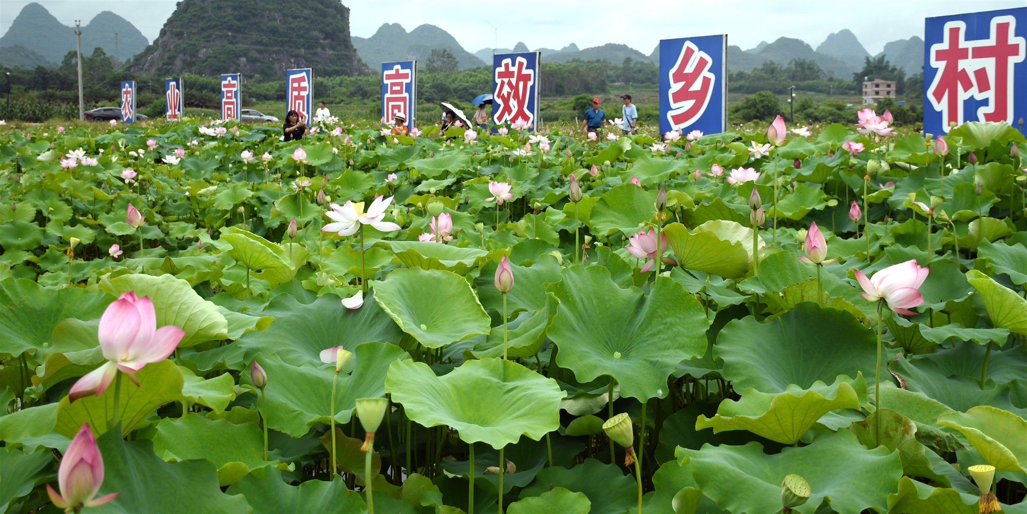 廣西賀州平桂萬(wàn)畝荷花盛開(kāi)