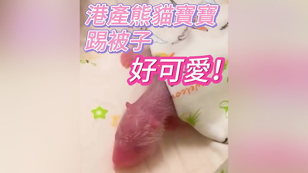 有片｜好可愛！港產(chǎn)熊貓寶寶踢被子