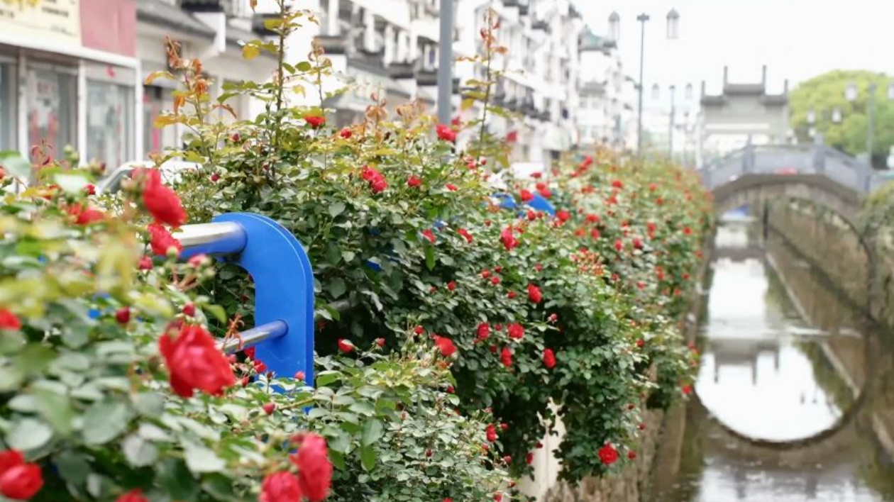 「花滿城」增色「徽客廳」 皖徽州區(qū)持續(xù)打造「全國(guó)最乾淨(jìng)城市」