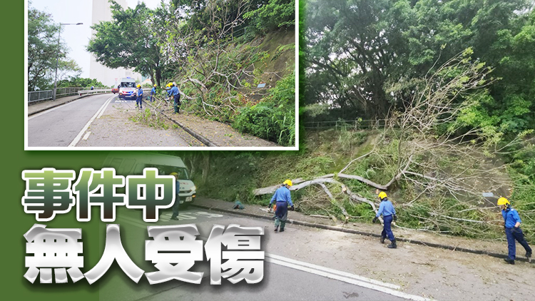 薄扶林沙灣徑15米高大樹倒塌 樹枝阻路 消防到場(chǎng)處理