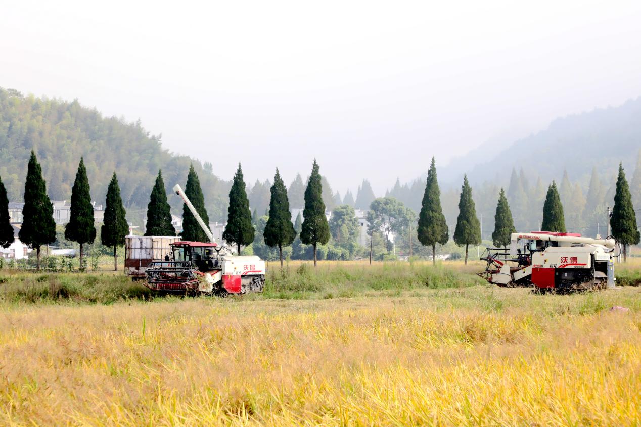 皖黃山區(qū)白果樹村：集體經(jīng)濟「豐」景如畫