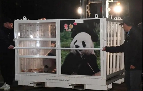 大熊貓「寶力」「青寶」抵達美國華盛頓動物園