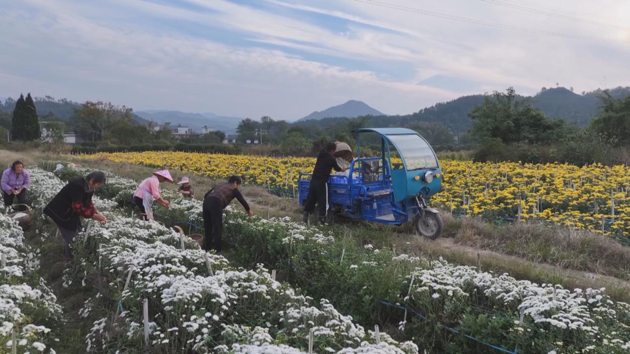 皖屯溪陽湖鎮(zhèn)：滿山菊花香 繪出幸福景