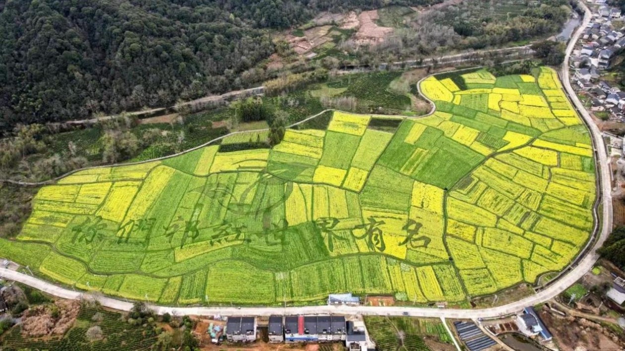 風檣動起宏圖「祁門香」世界享  小城大事何以祁門？！