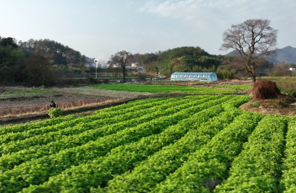 皖歙縣：「青山蘿蔔」喜豐收 古法育種保品質(zhì)