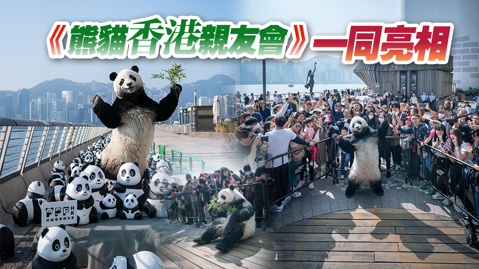 大型熊貓主題展覽《PANDA GO！香港遊》舉行 2500隻熊貓現(xiàn)身星光大道