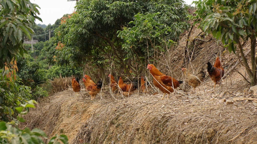 廣西「靈山香雞」產(chǎn)業(yè)帶動(dòng)超12萬(wàn)農(nóng)戶(hù)增收