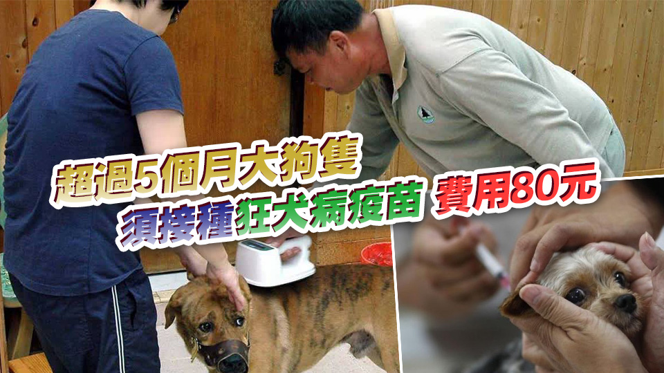 1·9起漁護署在各漁港為漁民狗隻注射狂犬病疫苗、植入晶片及續(xù)牌