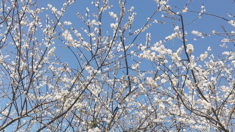 流溪河國(guó)家森林公園第二十三屆流溪梅花節(jié)開幕 10萬(wàn)多株梅樹齊綻放