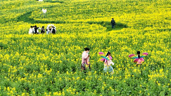 金花節(jié)期間 遊客漫步「花海」(高宣供).jpg