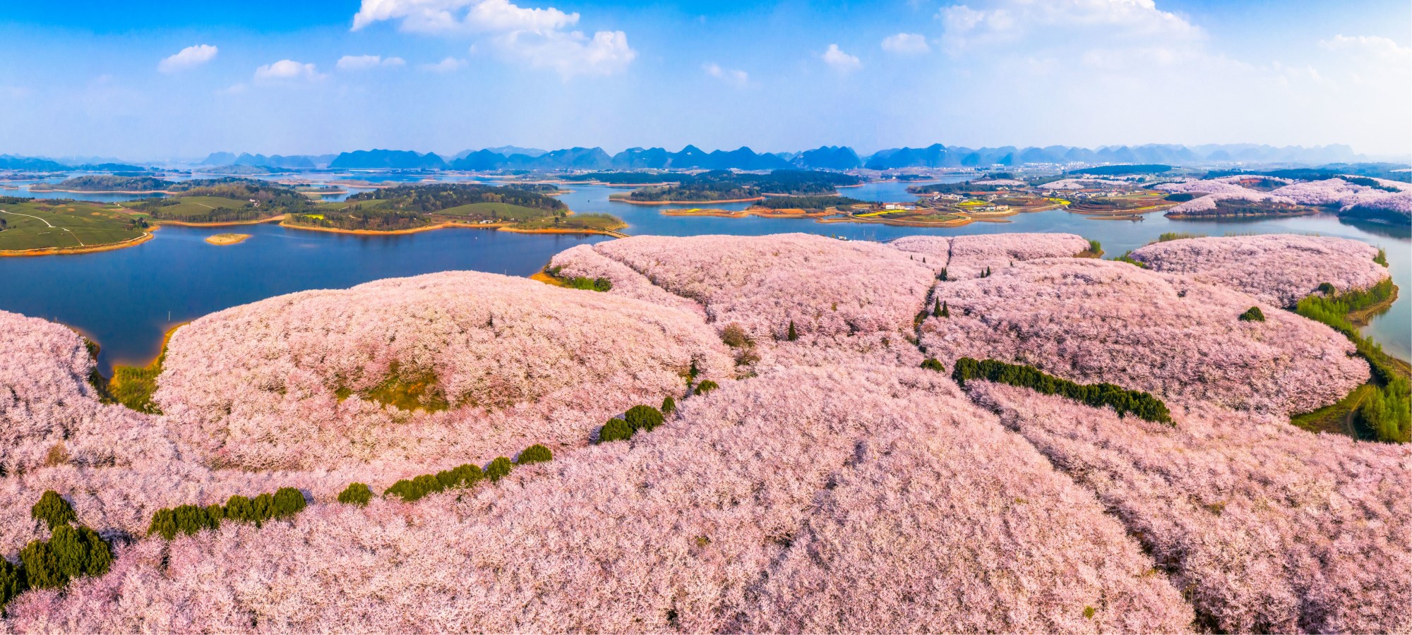 4、萬畝櫻花園  攝影尹剛.jpg