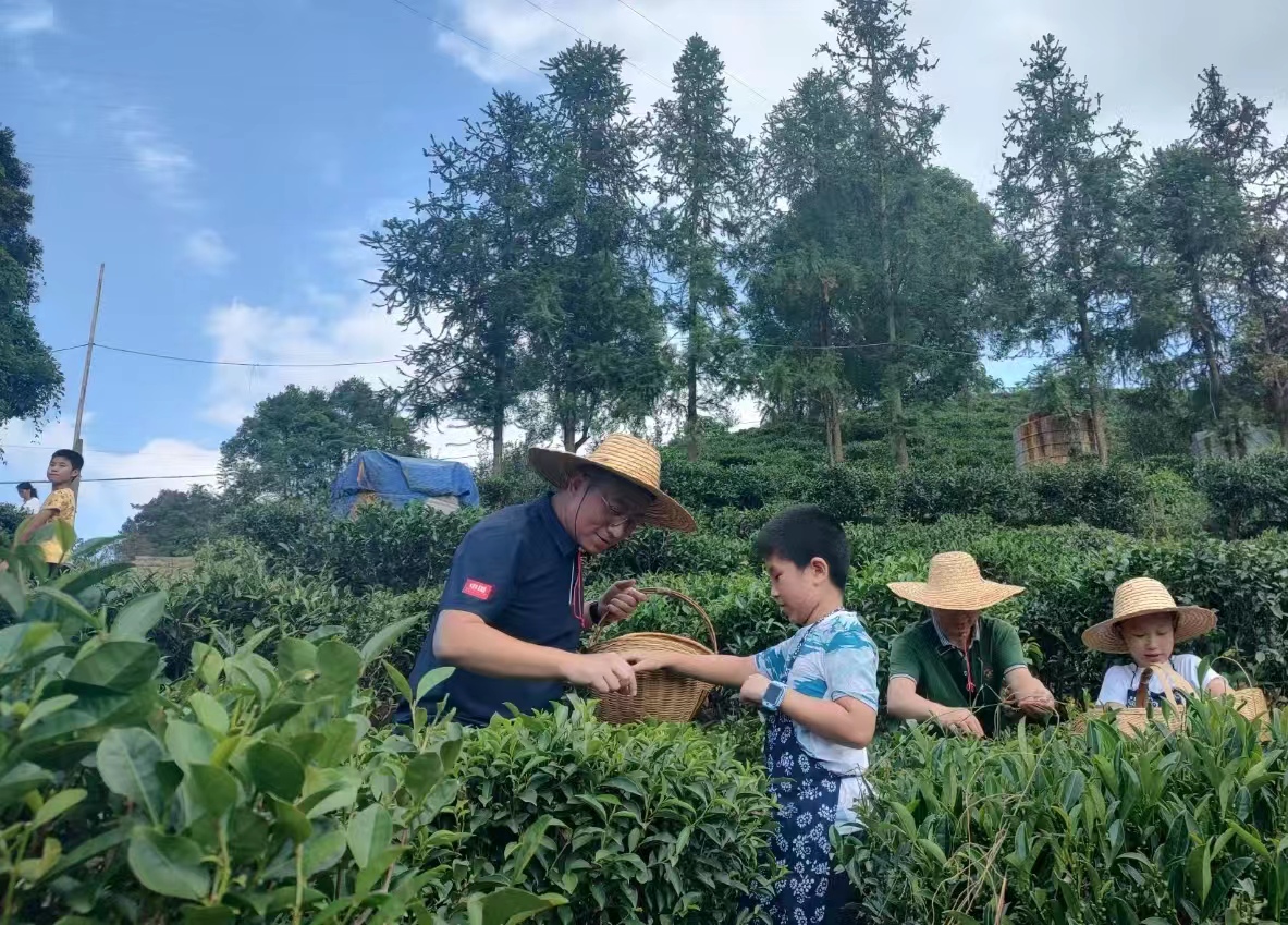 游客在六堡鎮(zhèn)大中村生態(tài)茶園體驗採摘六堡茶。謝妮 攝.jpg